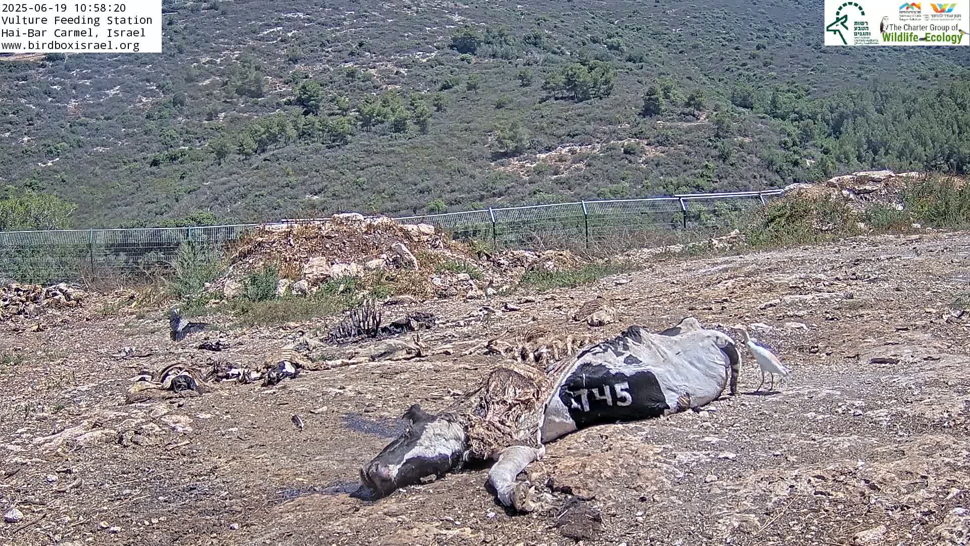 A decaying carcass of a large animal lies on the ground near a chain-link fence, with birds nearby, in a dry, hilly landscape under a bright, sunny sky.