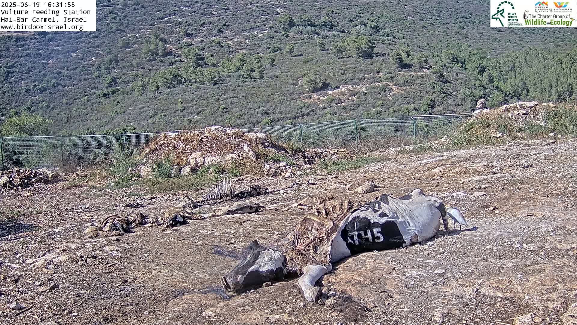 Hai-Bar Nature Reserve / Mount Carmel National Park Vulture Feeding & Skycraper Eshkol University of Haifa  Live Cam - Denya, Haifa, Israel
