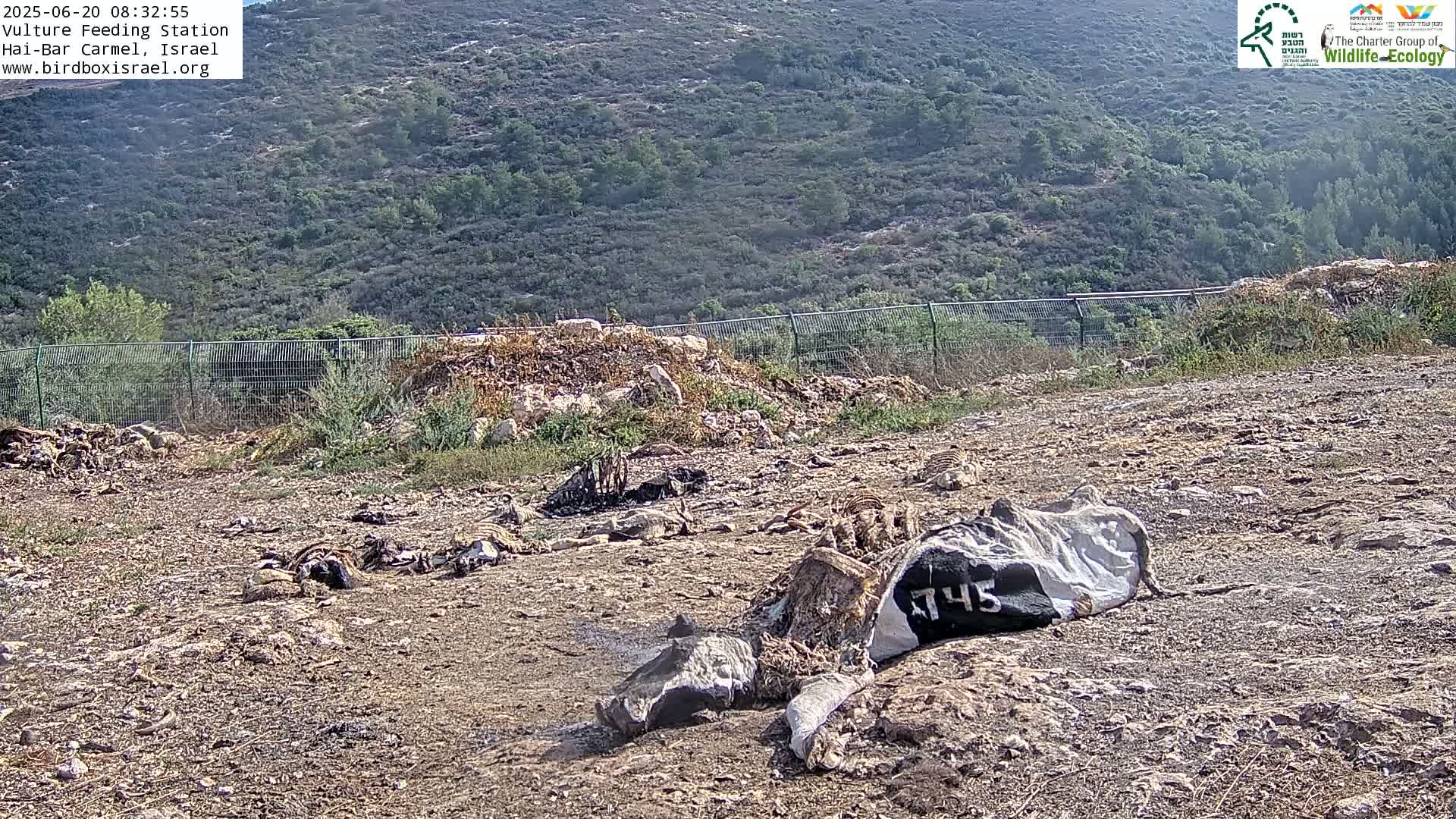 Hai-Bar Nature Reserve / Mount Carmel National Park Vulture Feeding & Skycraper Eshkol University of Haifa  Live Cam - Denya, Haifa, Israel
