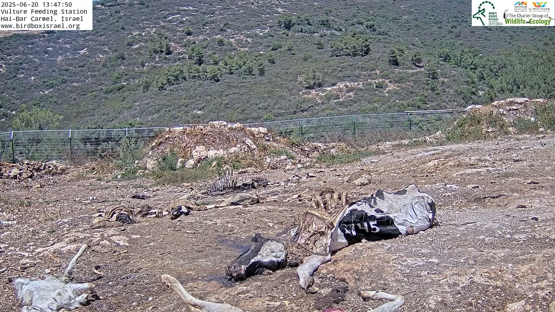 Numerous animal carcasses lie on dry, rocky ground below a fence, against a backdrop of a hilly, shrub-covered landscape under a sunny sky.