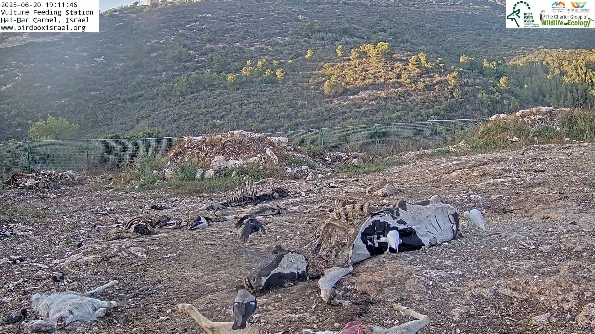 Hai-Bar Nature Reserve / Mount Carmel National Park Vulture Feeding & Skycraper Eshkol University of Haifa  Live Cam - Denya, Haifa, Israel