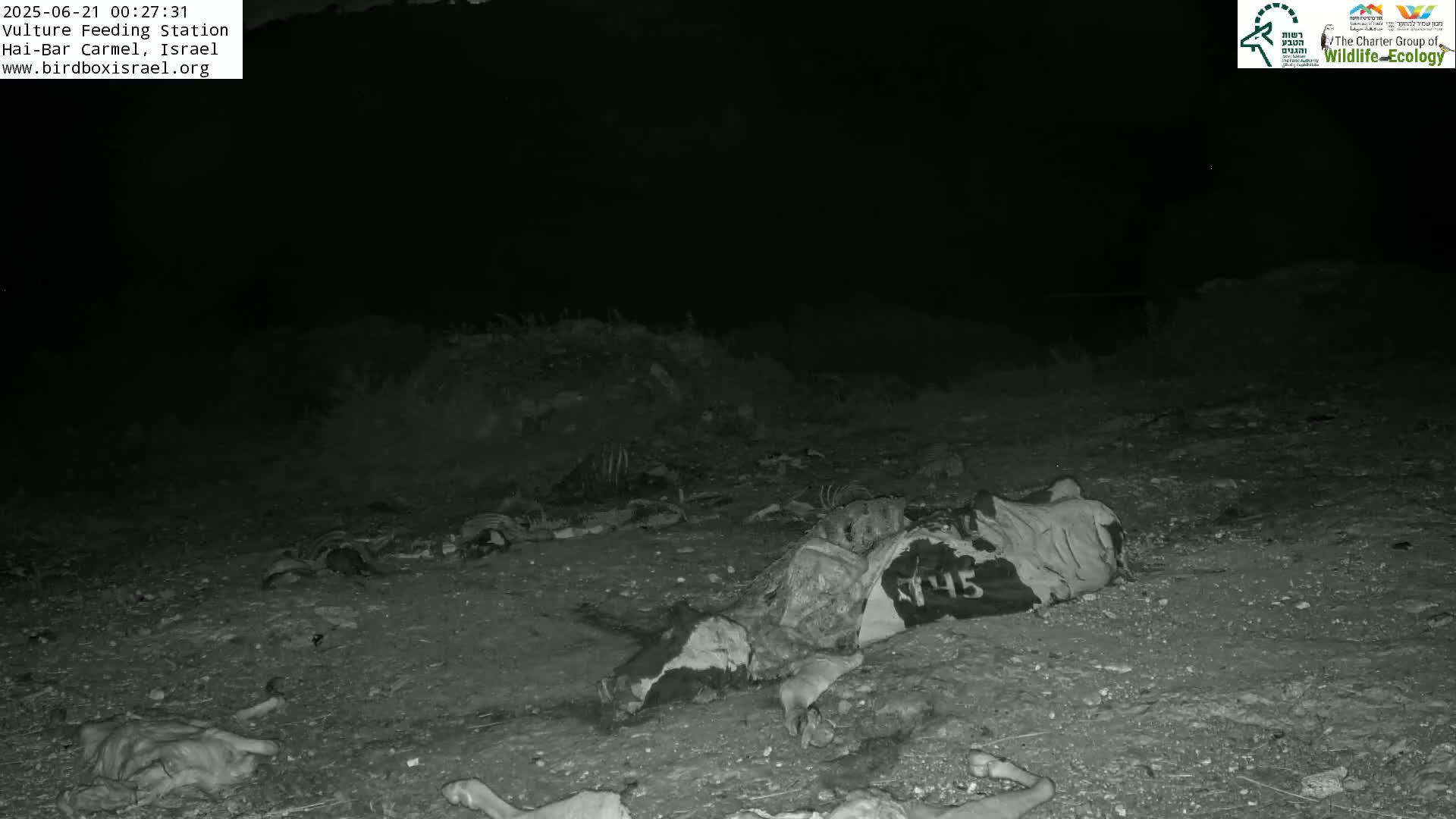 Hai-Bar Nature Reserve / Mount Carmel National Park Vulture Feeding & Skycraper Eshkol University of Haifa  Live Cam - Denya, Haifa, Israel