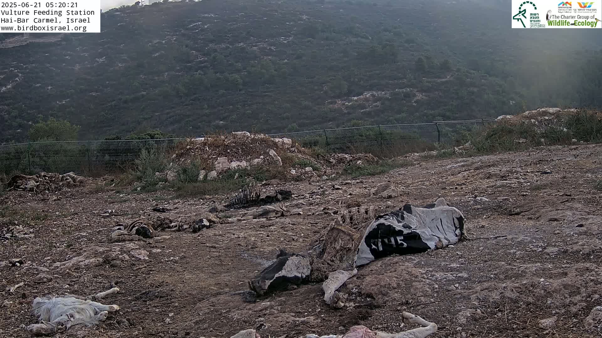 Hai-Bar Nature Reserve / Mount Carmel National Park Vulture Feeding & Skycraper Eshkol University of Haifa  Live Cam - Denya, Haifa, Israel