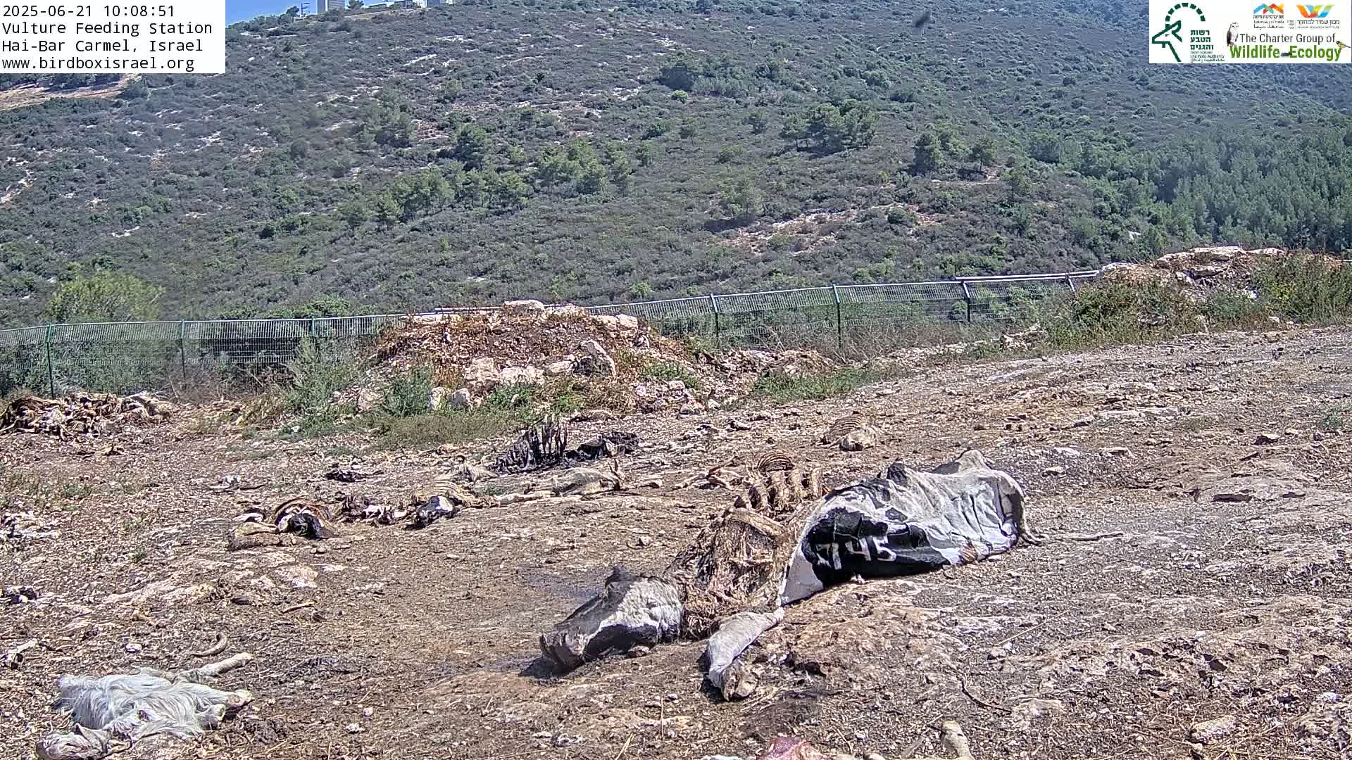 Hai-Bar Nature Reserve / Mount Carmel National Park Vulture Feeding & Skycraper Eshkol University of Haifa  Live Cam - Denya, Haifa, Israel