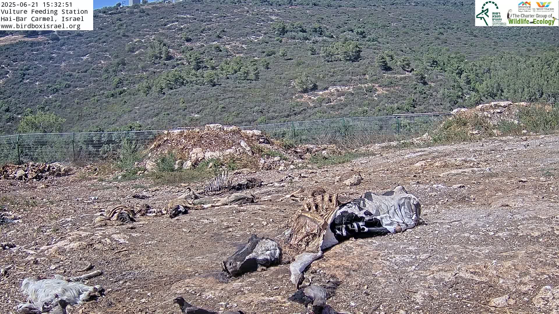 Hai-Bar Nature Reserve / Mount Carmel National Park Vulture Feeding & Skycraper Eshkol University of Haifa  Live Cam - Denya, Haifa, Israel