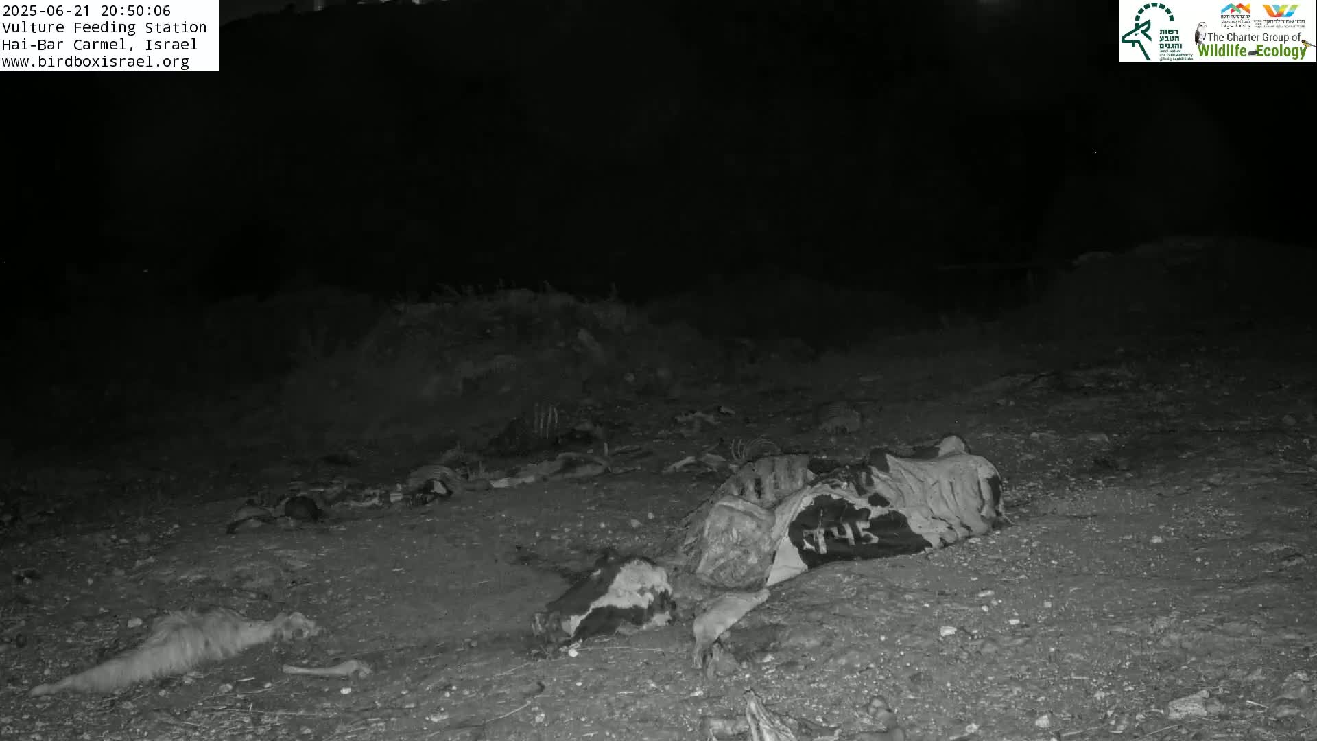 Hai-Bar Nature Reserve / Mount Carmel National Park Vulture Feeding & Skycraper Eshkol University of Haifa  Live Cam - Denya, Haifa, Israel
