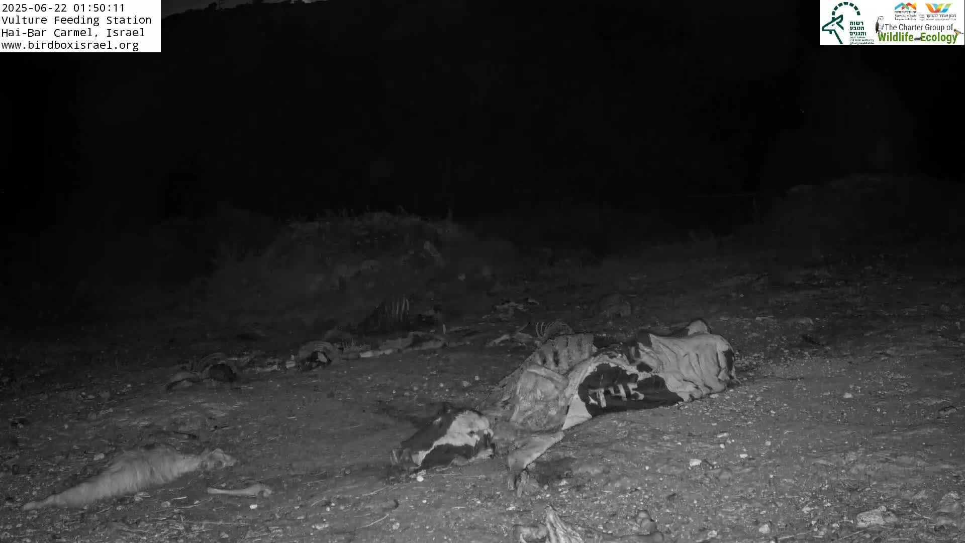 Hai-Bar Nature Reserve / Mount Carmel National Park Vulture Feeding & Skycraper Eshkol University of Haifa  Live Cam - Denya, Haifa, Israel