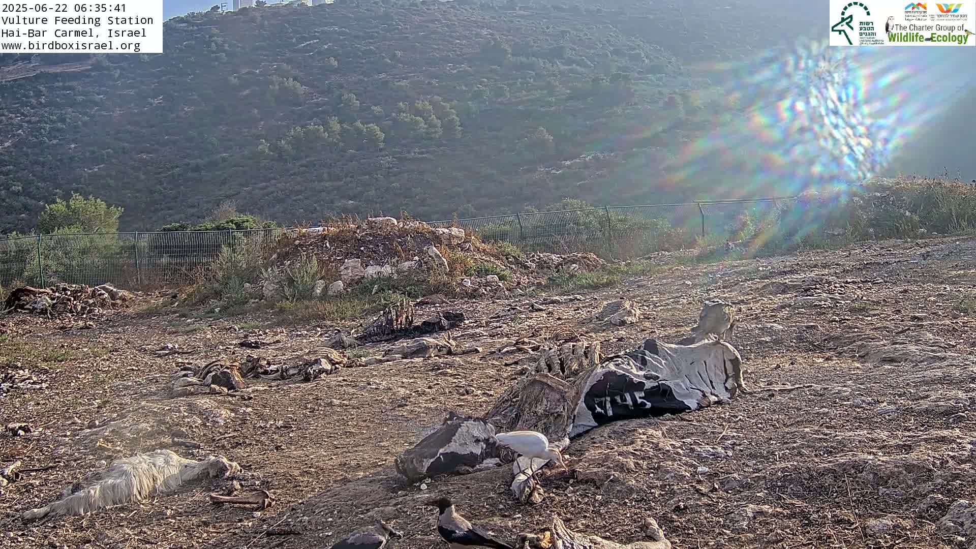 Hai-Bar Nature Reserve / Mount Carmel National Park Vulture Feeding & Skycraper Eshkol University of Haifa  Live Cam - Denya, Haifa, Israel