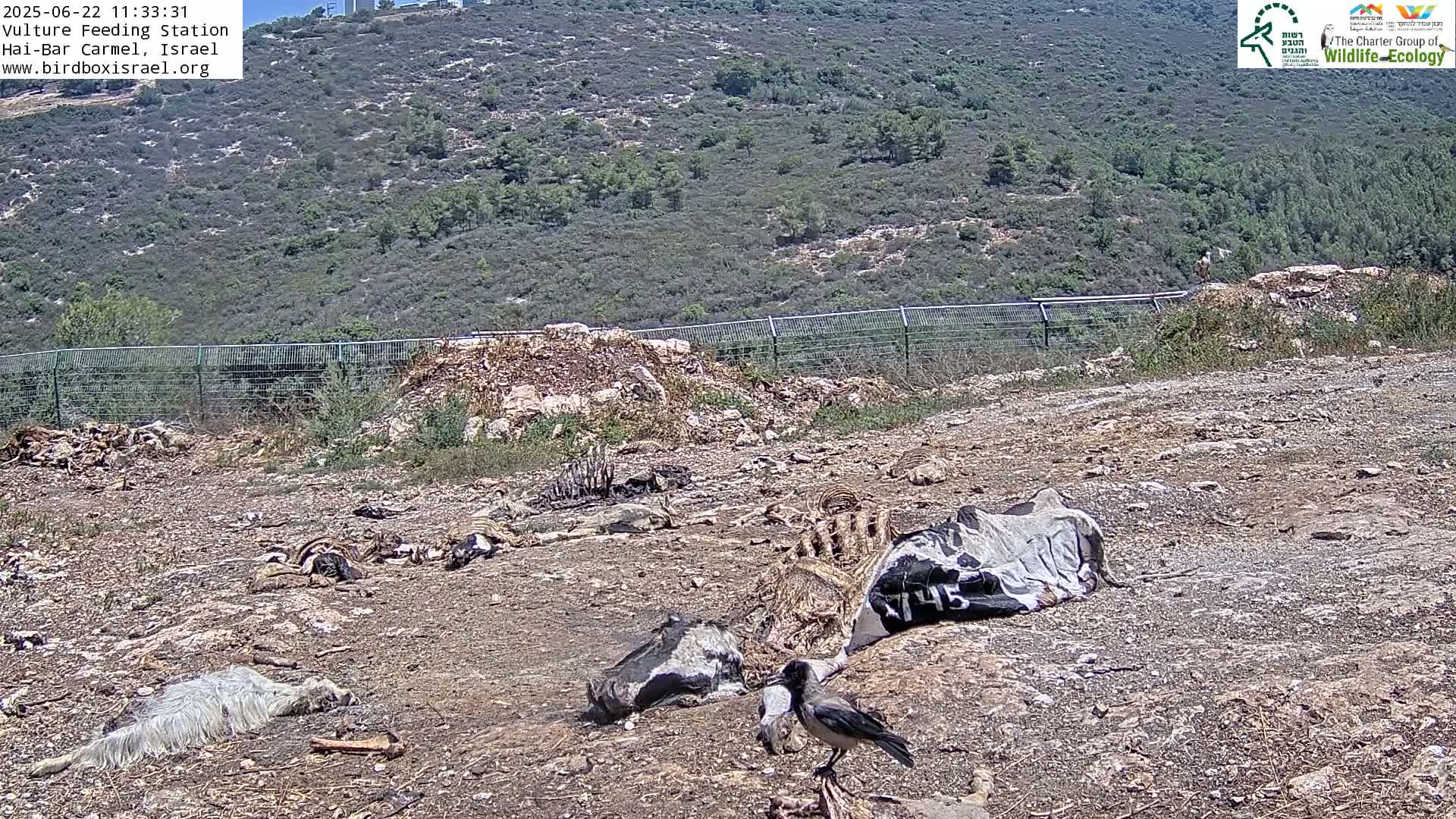 A crow stands near numerous animal carcasses scattered on dry, rocky ground in front of a hill covered in scrub vegetation under a sunny sky.