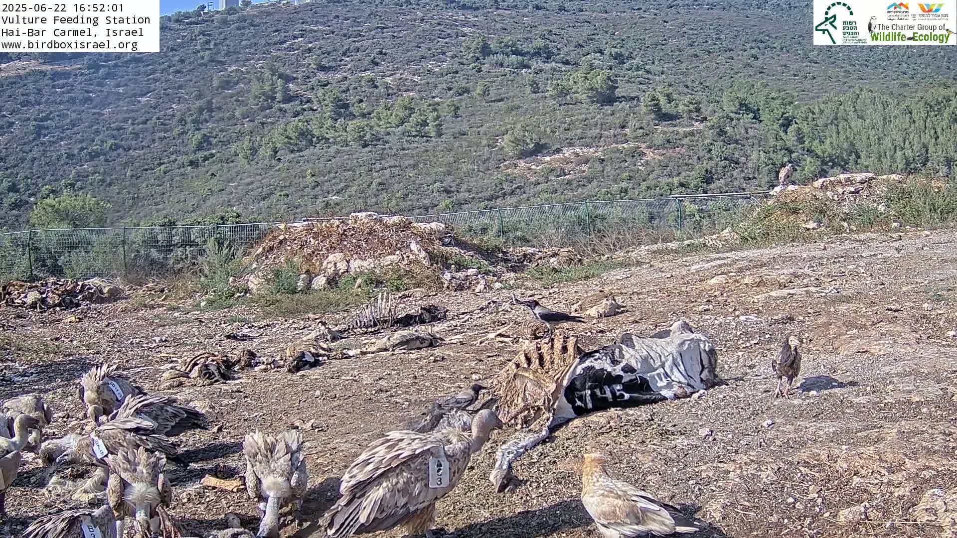 Hai-Bar Nature Reserve / Mount Carmel National Park Vulture Feeding & Skycraper Eshkol University of Haifa  Live Cam - Denya, Haifa, Israel
