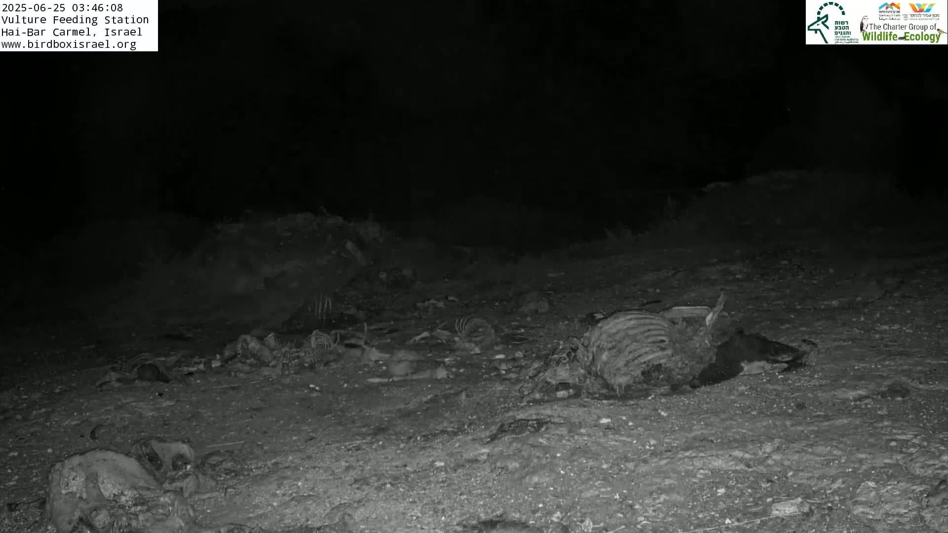 Hai-Bar Nature Reserve / Mount Carmel National Park Vulture Feeding & Skycraper Eshkol University of Haifa  Live Cam - Denya, Haifa, Israel