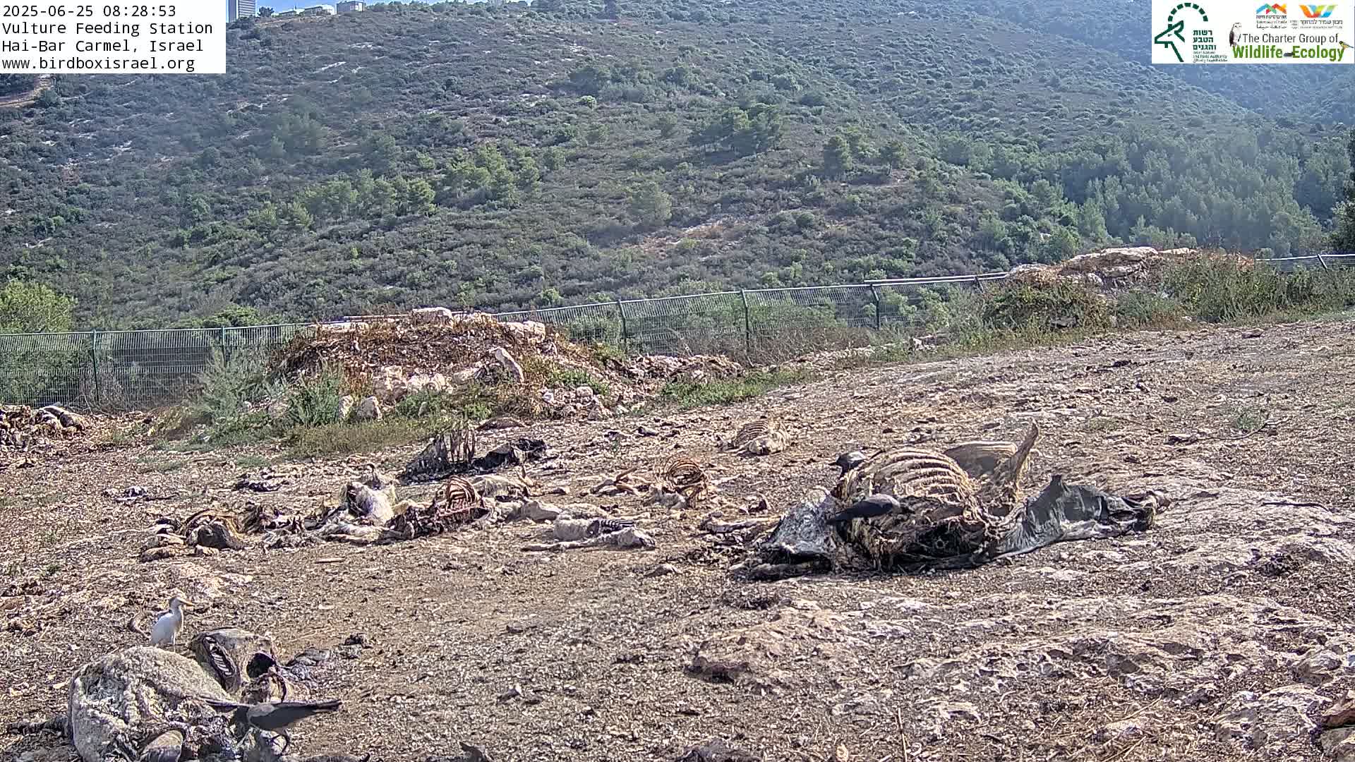 Hai-Bar Nature Reserve / Mount Carmel National Park Vulture Feeding & Skycraper Eshkol University of Haifa  Live Cam - Denya, Haifa, Israel