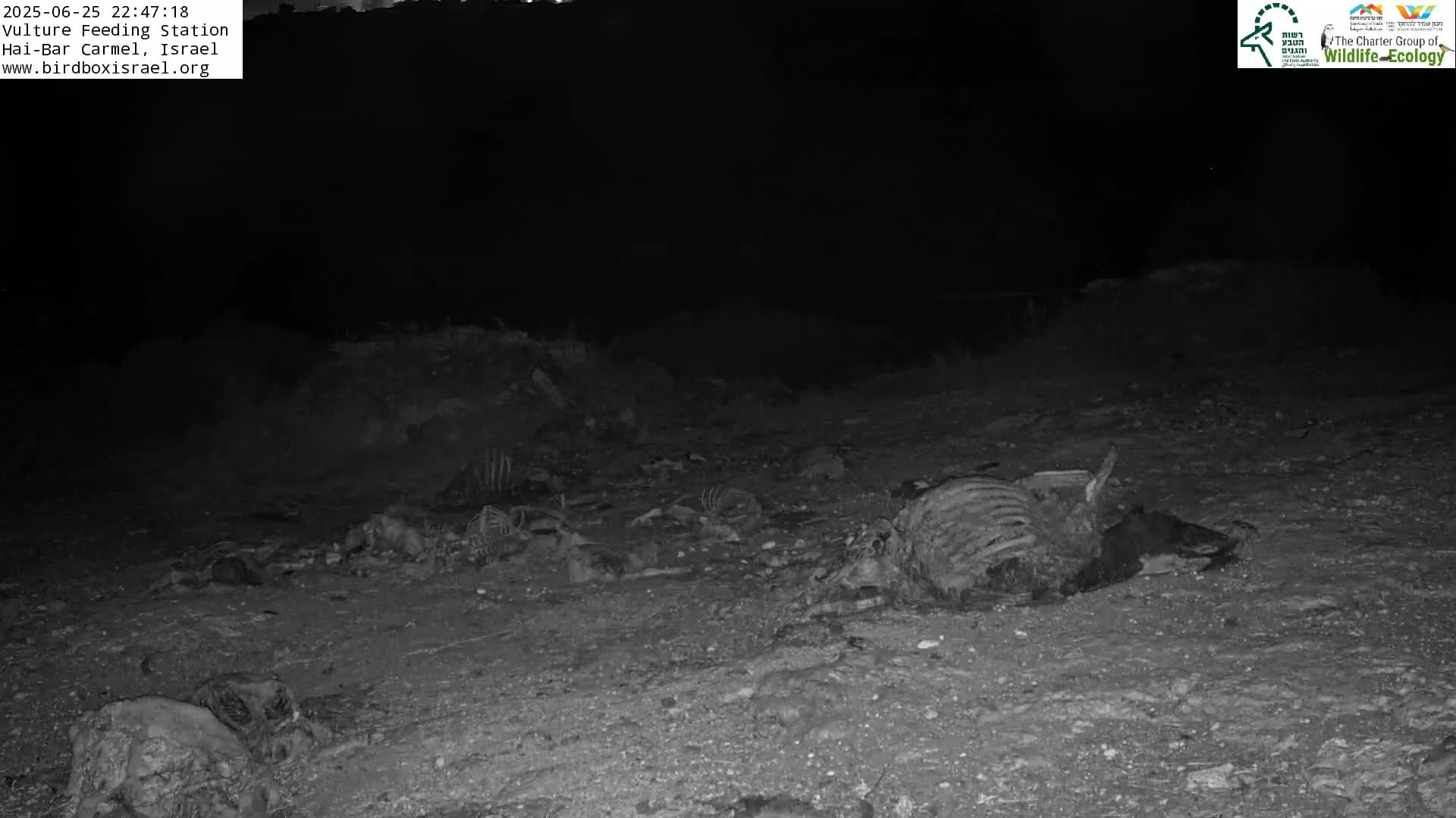 Hai-Bar Nature Reserve / Mount Carmel National Park Vulture Feeding & Skycraper Eshkol University of Haifa  Live Cam - Denya, Haifa, Israel