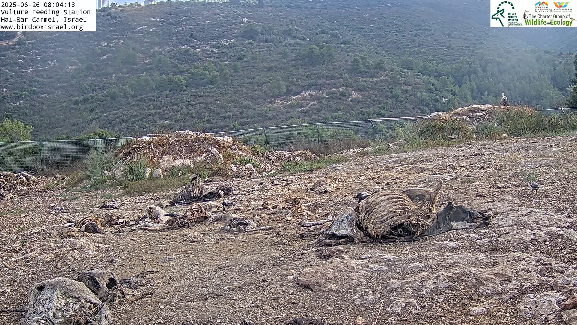 Hai-Bar Nature Reserve / Mount Carmel National Park Vulture Feeding & Skycraper Eshkol University of Haifa  Live Cam - Denya, Haifa, Israel