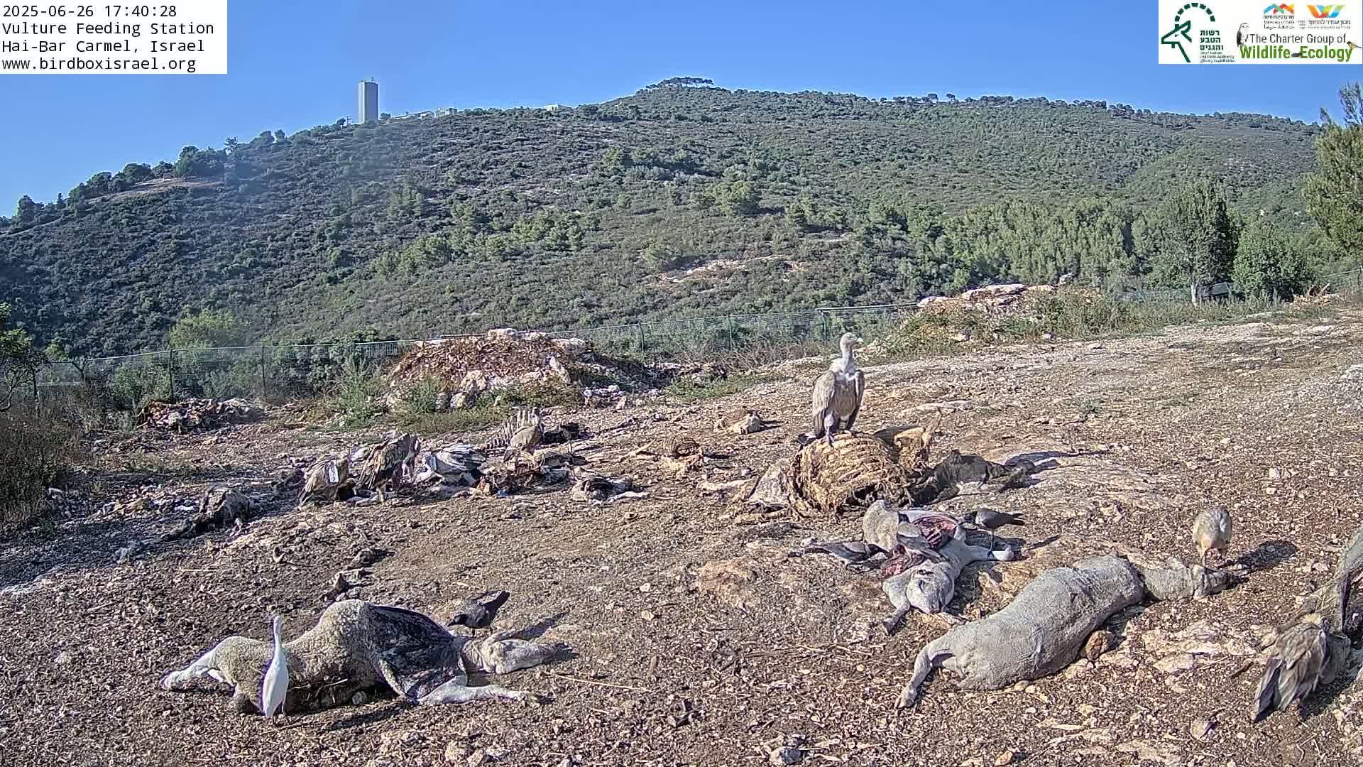 Hai-Bar Nature Reserve / Mount Carmel National Park Vulture Feeding & Skycraper Eshkol University of Haifa  Live Cam - Denya, Haifa, Israel