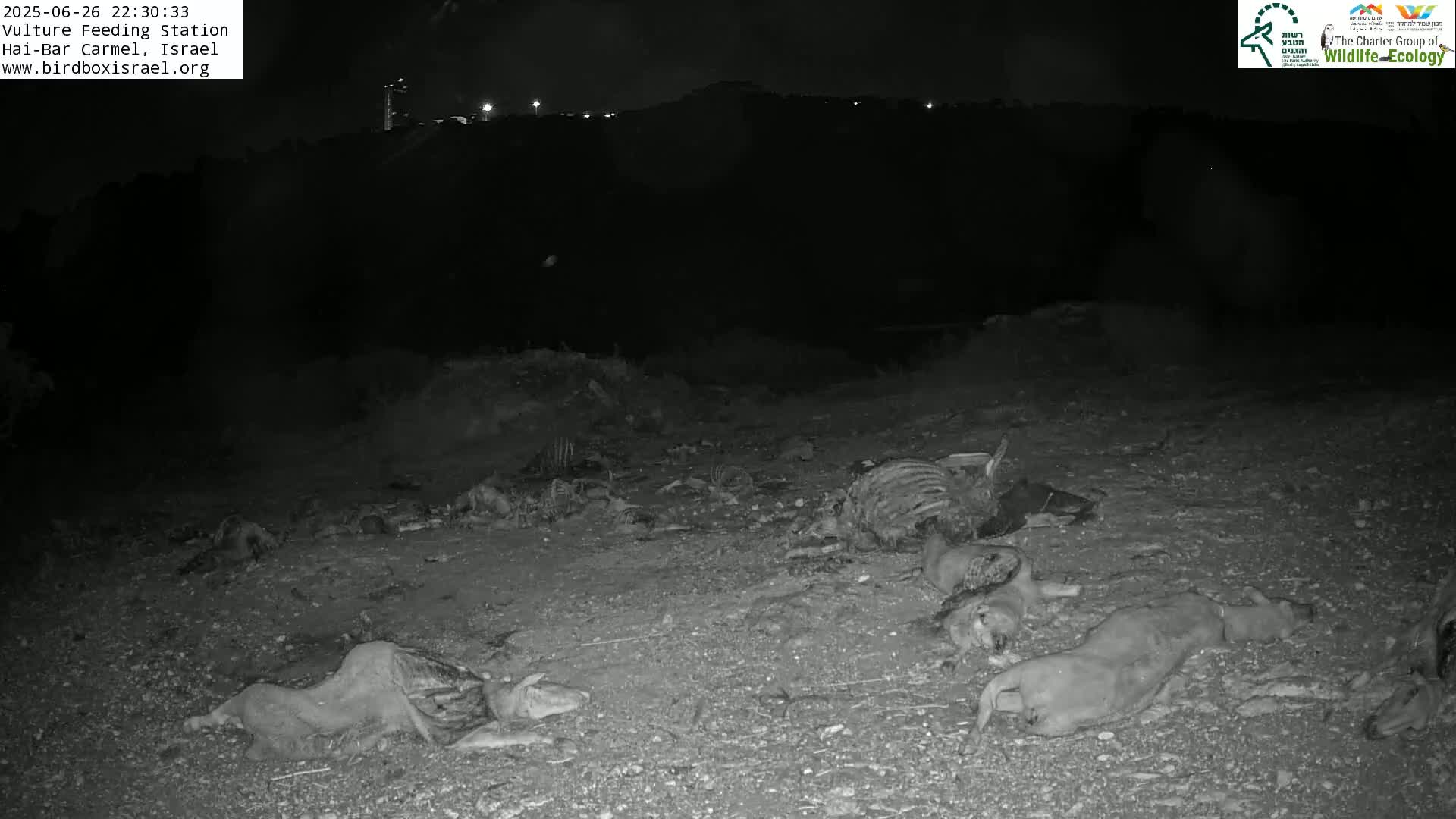 Hai-Bar Nature Reserve / Mount Carmel National Park Vulture Feeding & Skycraper Eshkol University of Haifa  Live Cam - Denya, Haifa, Israel