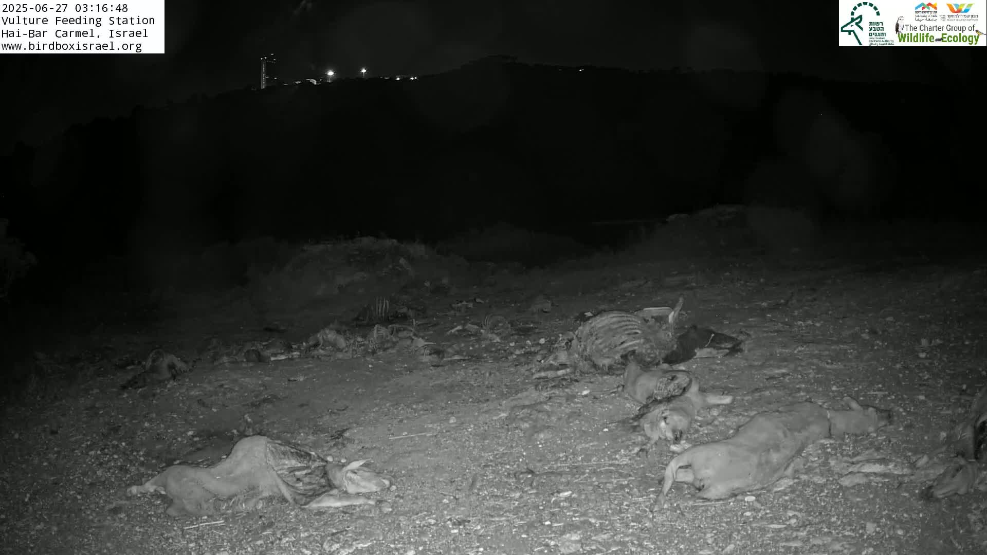 Hai-Bar Nature Reserve / Mount Carmel National Park Vulture Feeding & Skycraper Eshkol University of Haifa  Live Cam - Denya, Haifa, Israel