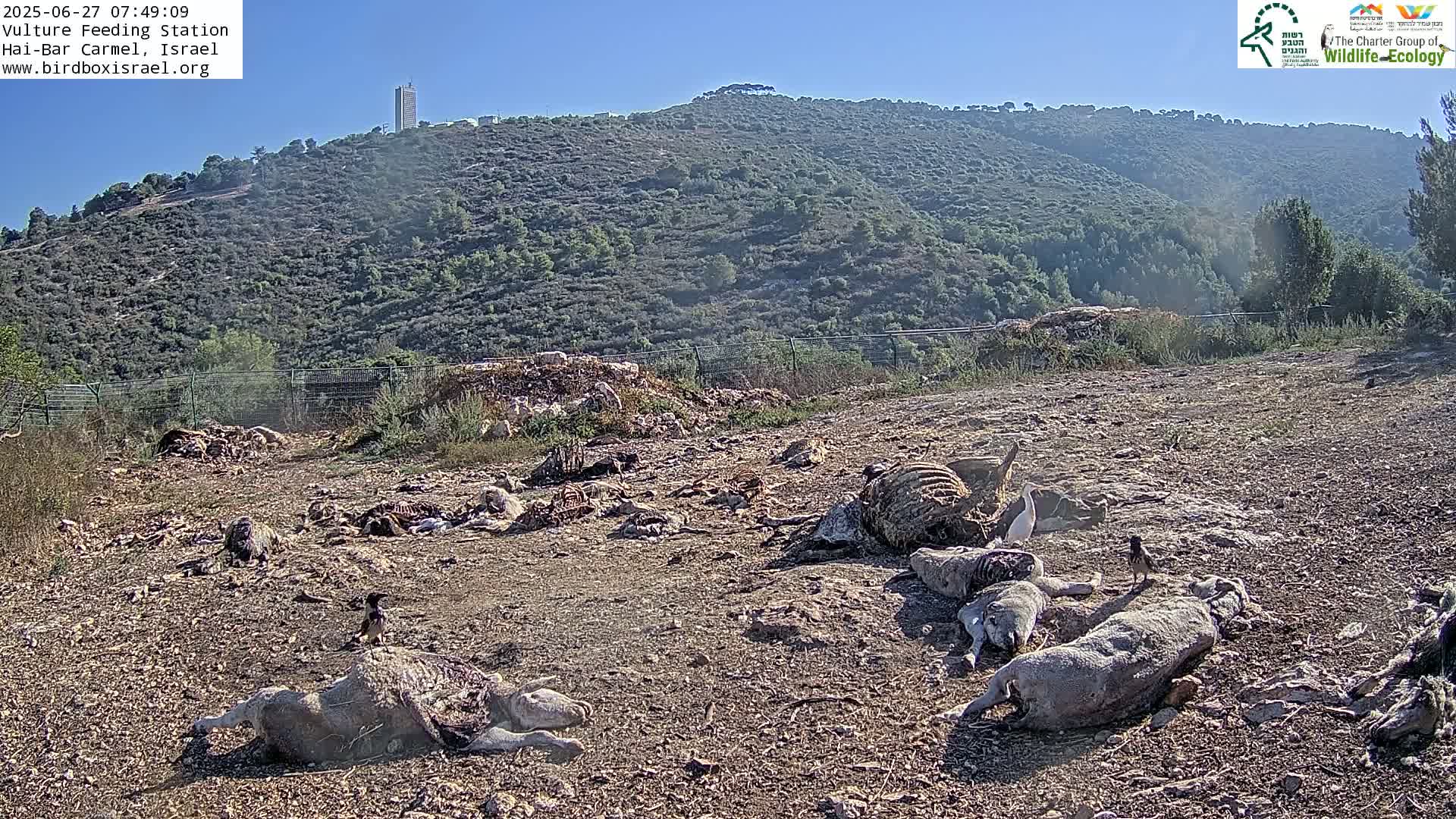 Hai-Bar Nature Reserve / Mount Carmel National Park Vulture Feeding & Skycraper Eshkol University of Haifa  Live Cam - Denya, Haifa, Israel