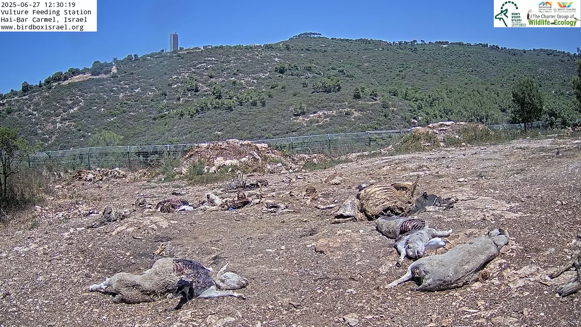 Hai-Bar Nature Reserve / Mount Carmel National Park Vulture Feeding & Skycraper Eshkol University of Haifa  Live Cam - Denya, Haifa, Israel