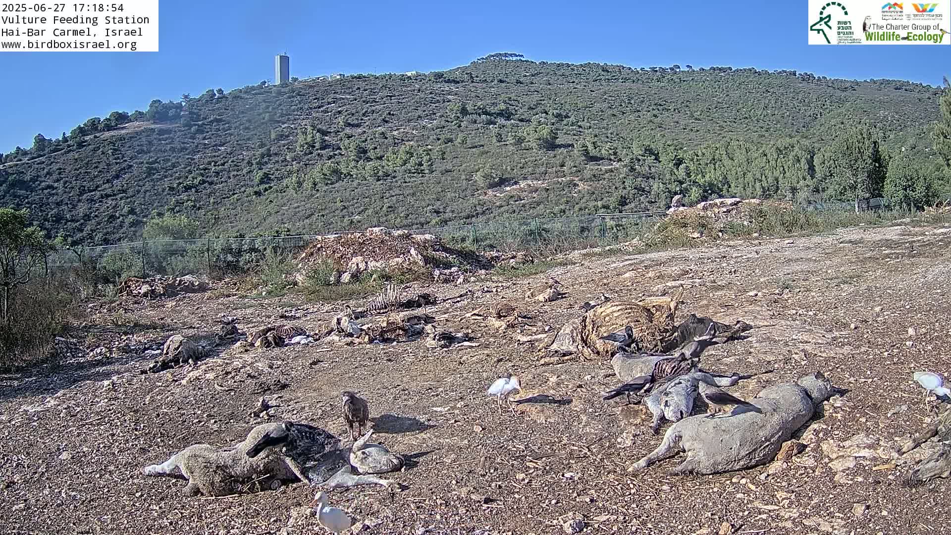 Hai-Bar Nature Reserve / Mount Carmel National Park Vulture Feeding & Skycraper Eshkol University of Haifa  Live Cam - Denya, Haifa, Israel