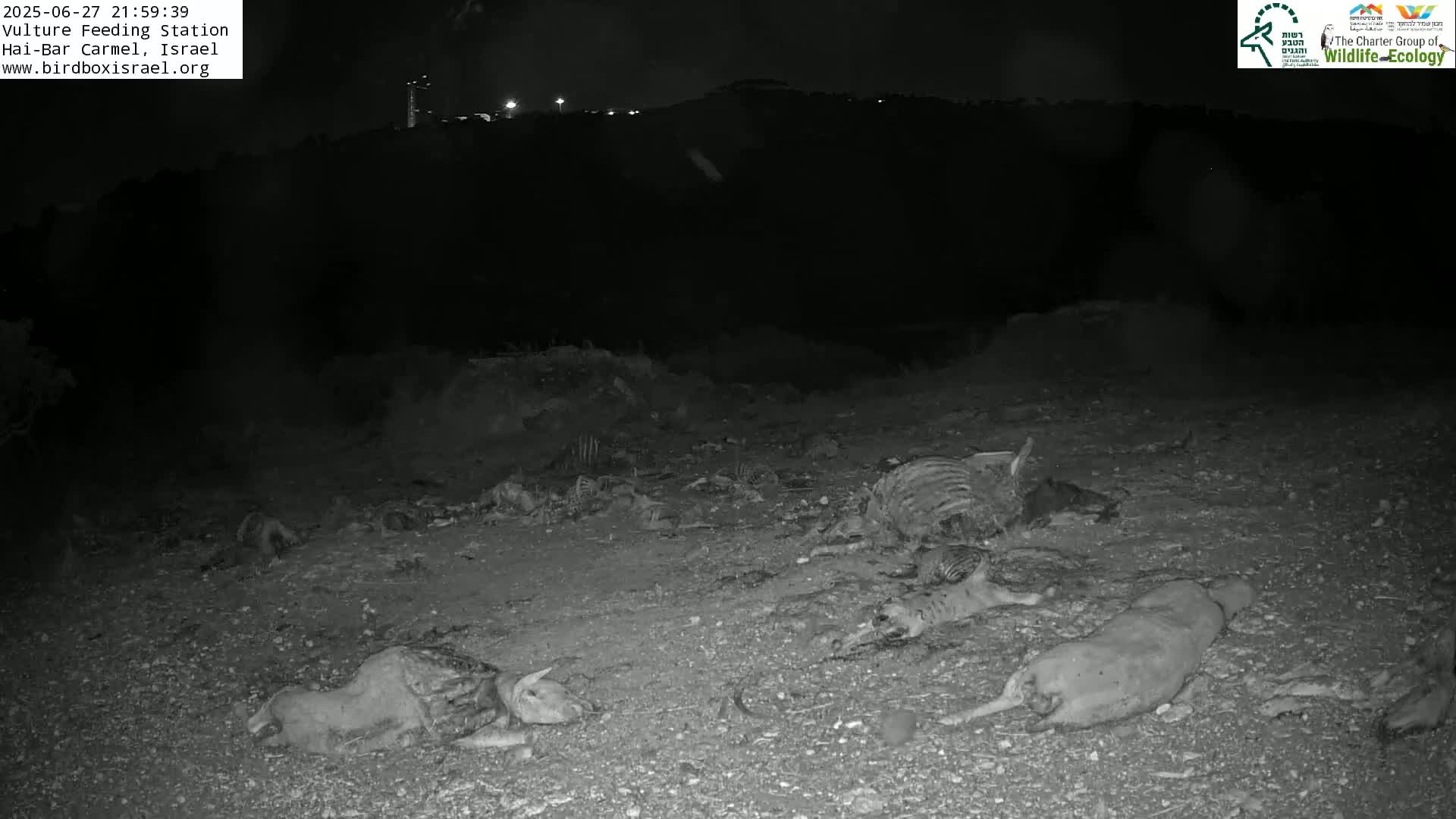 Hai-Bar Nature Reserve / Mount Carmel National Park Vulture Feeding & Skycraper Eshkol University of Haifa  Live Cam - Denya, Haifa, Israel