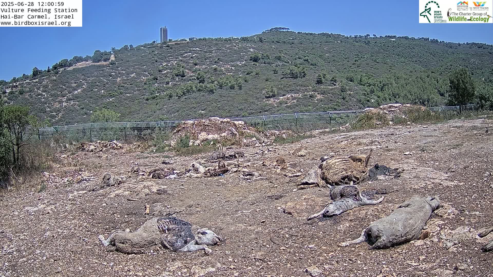 Hai-Bar Nature Reserve / Mount Carmel National Park Vulture Feeding & Skycraper Eshkol University of Haifa  Live Cam - Denya, Haifa, Israel