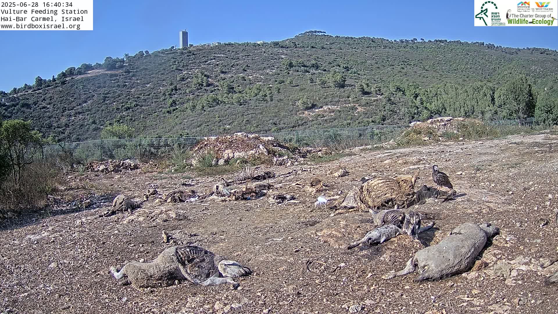 Hai-Bar Nature Reserve / Mount Carmel National Park Vulture Feeding & Skycraper Eshkol University of Haifa  Live Cam - Denya, Haifa, Israel