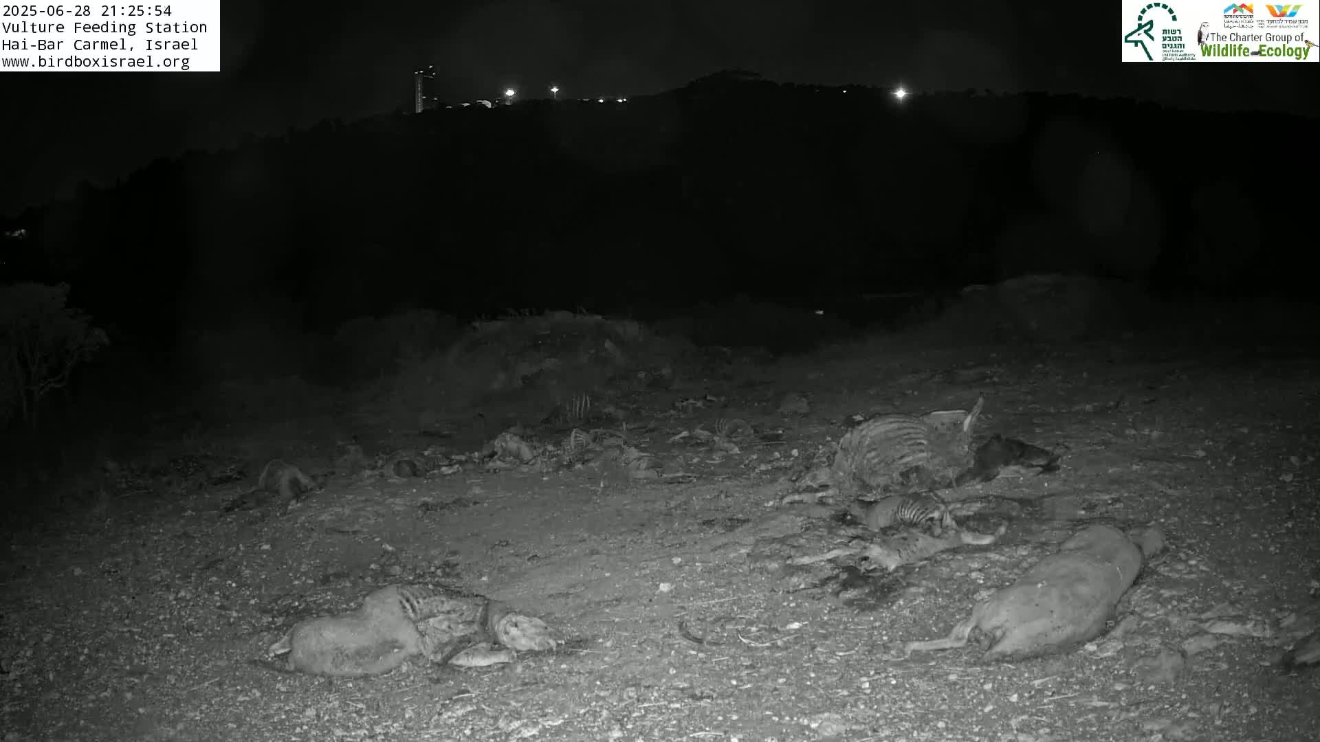 Hai-Bar Nature Reserve / Mount Carmel National Park Vulture Feeding & Skycraper Eshkol University of Haifa  Live Cam - Denya, Haifa, Israel