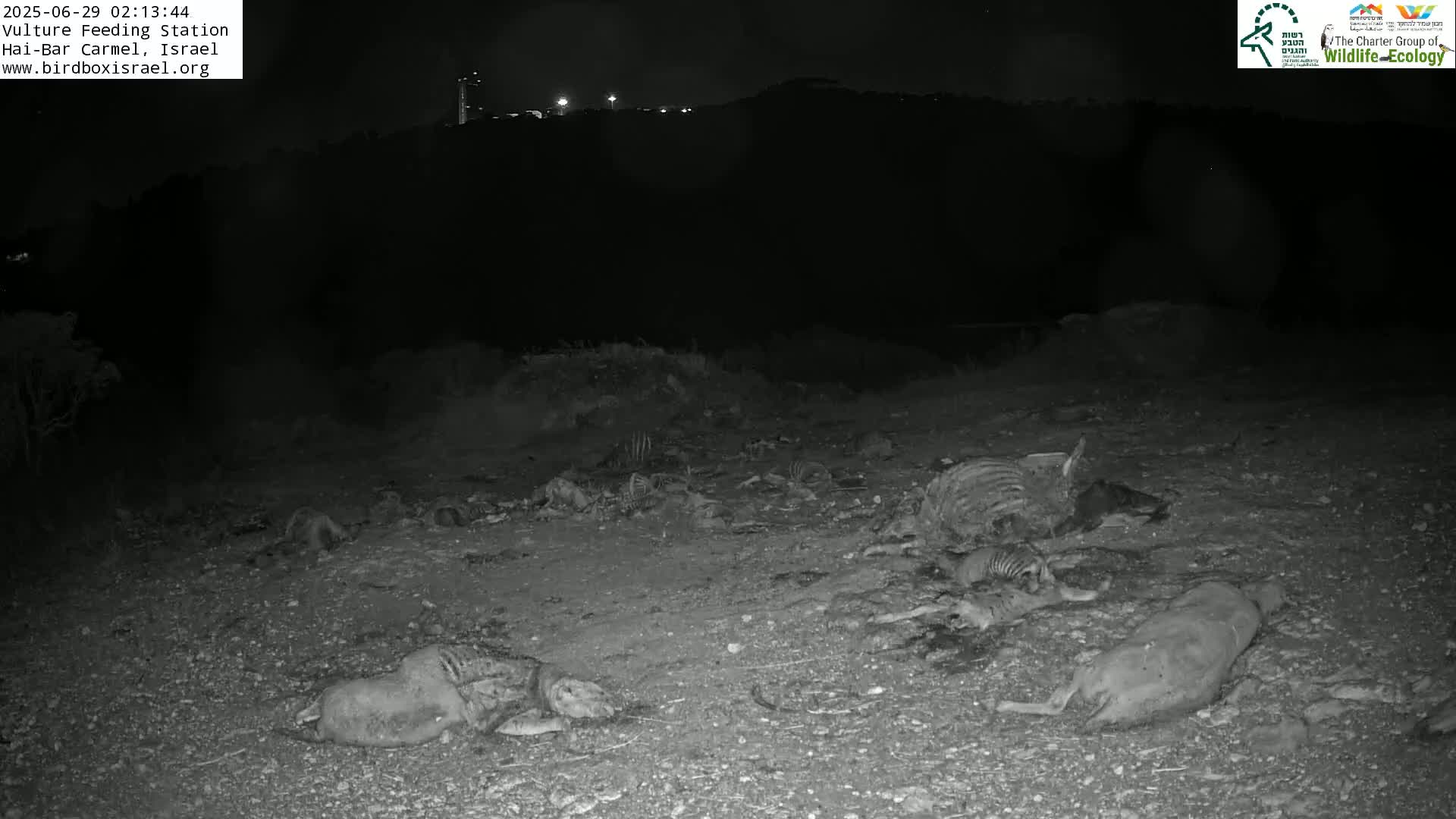 Hai-Bar Nature Reserve / Mount Carmel National Park Vulture Feeding & Skycraper Eshkol University of Haifa  Live Cam - Denya, Haifa, Israel