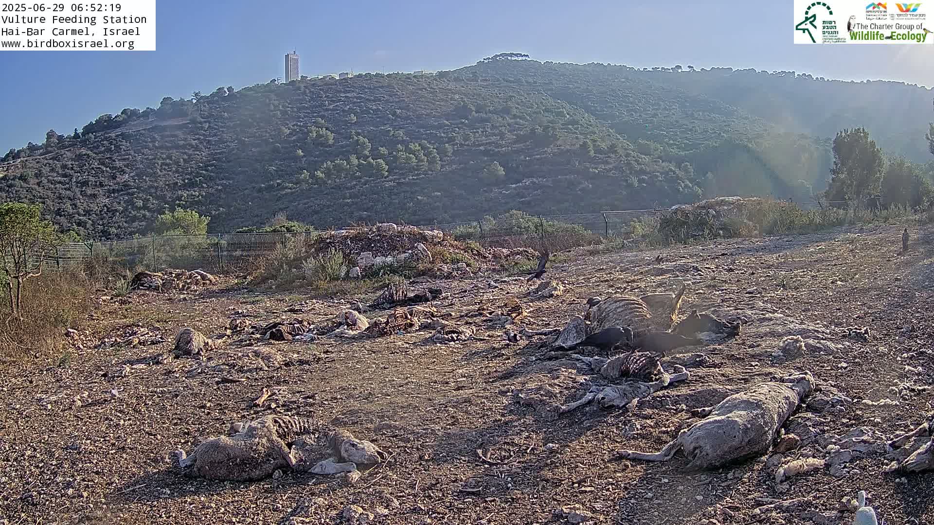 Hai-Bar Nature Reserve / Mount Carmel National Park Vulture Feeding & Skycraper Eshkol University of Haifa  Live Cam - Denya, Haifa, Israel