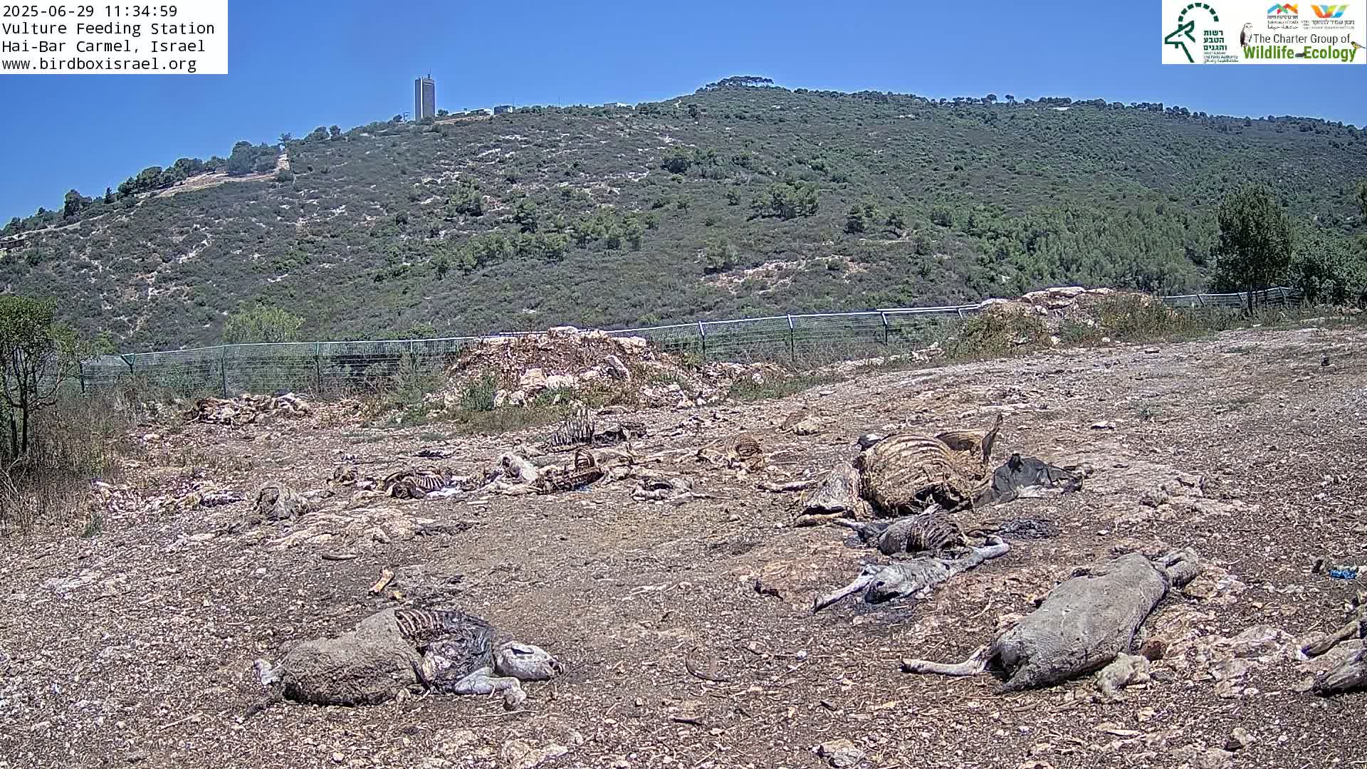 Hai-Bar Nature Reserve / Mount Carmel National Park Vulture Feeding & Skycraper Eshkol University of Haifa  Live Cam - Denya, Haifa, Israel