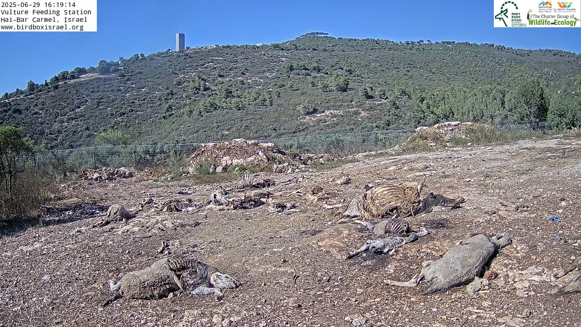 Hai-Bar Nature Reserve / Mount Carmel National Park Vulture Feeding & Skycraper Eshkol University of Haifa  Live Cam - Denya, Haifa, Israel