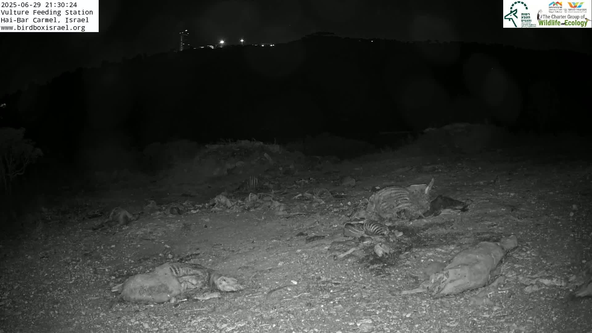 Hai-Bar Nature Reserve / Mount Carmel National Park Vulture Feeding & Skycraper Eshkol University of Haifa  Live Cam - Denya, Haifa, Israel