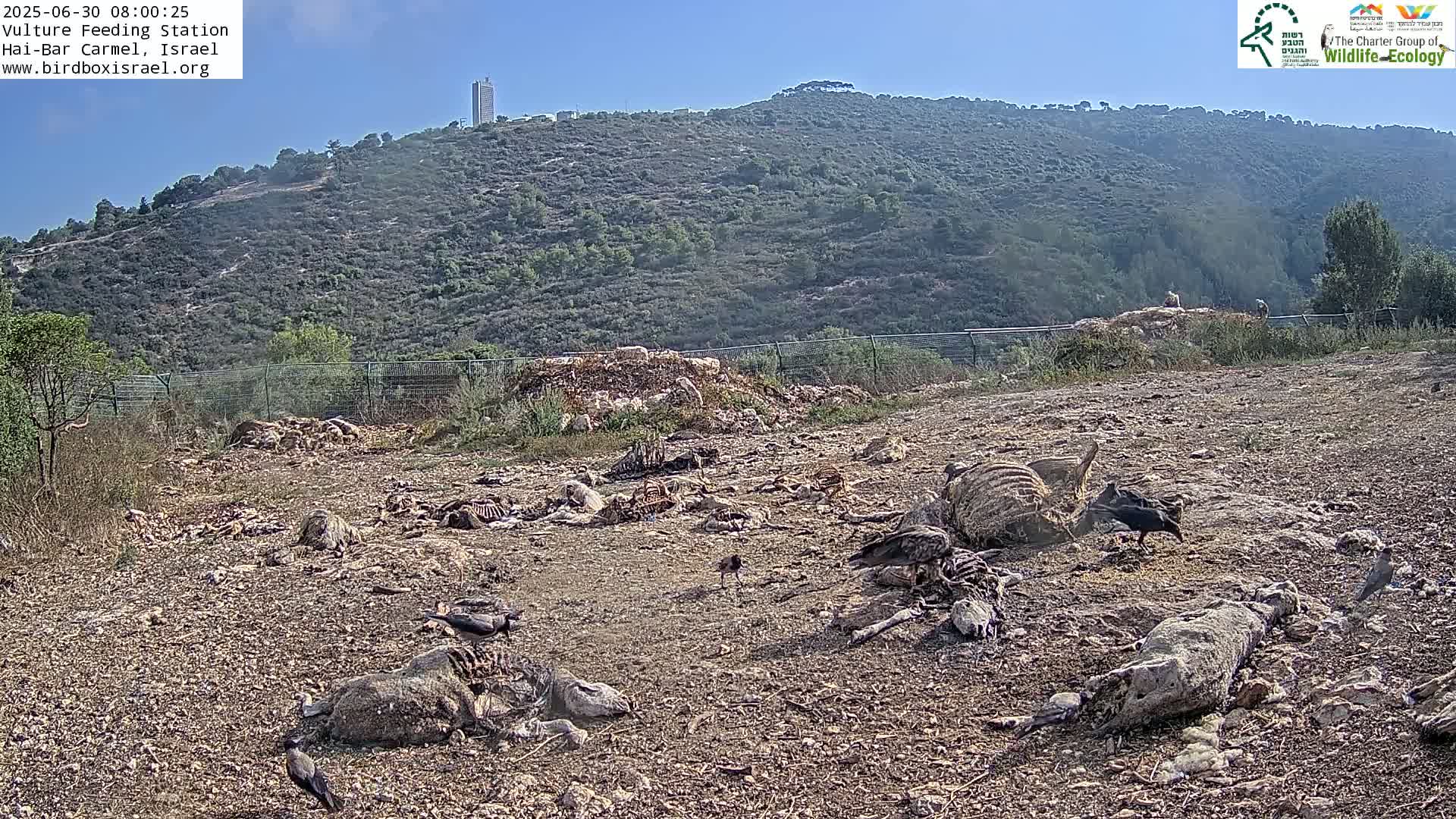Hai-Bar Nature Reserve / Mount Carmel National Park Vulture Feeding & Skycraper Eshkol University of Haifa  Live Cam - Denya, Haifa, Israel