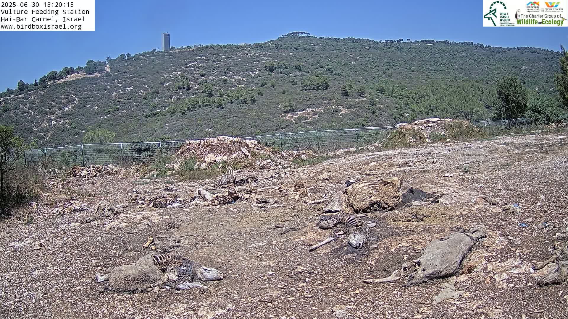 Hai-Bar Nature Reserve / Mount Carmel National Park Vulture Feeding & Skycraper Eshkol University of Haifa  Live Cam - Denya, Haifa, Israel