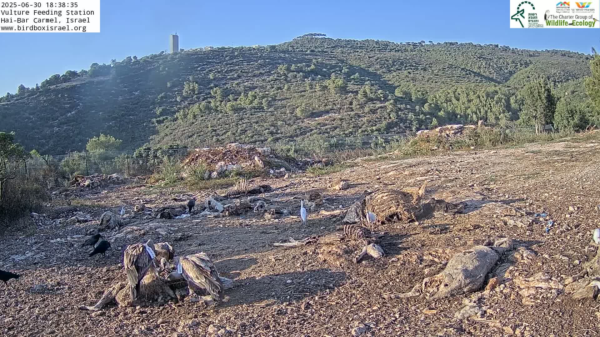Hai-Bar Nature Reserve / Mount Carmel National Park Vulture Feeding & Skycraper Eshkol University of Haifa  Live Cam - Denya, Haifa, Israel