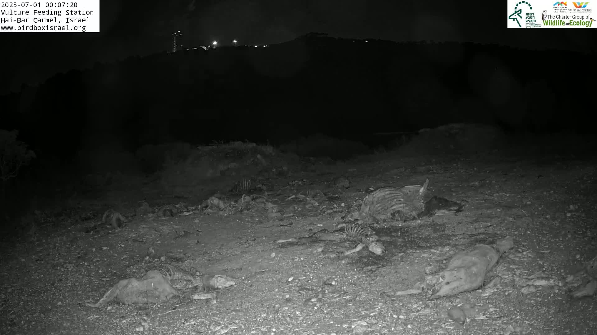 Hai-Bar Nature Reserve / Mount Carmel National Park Vulture Feeding & Skycraper Eshkol University of Haifa  Live Cam - Denya, Haifa, Israel