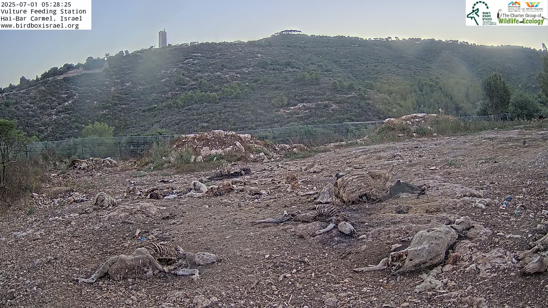 Hai-Bar Nature Reserve / Mount Carmel National Park Vulture Feeding & Skycraper Eshkol University of Haifa  Live Cam - Denya, Haifa, Israel