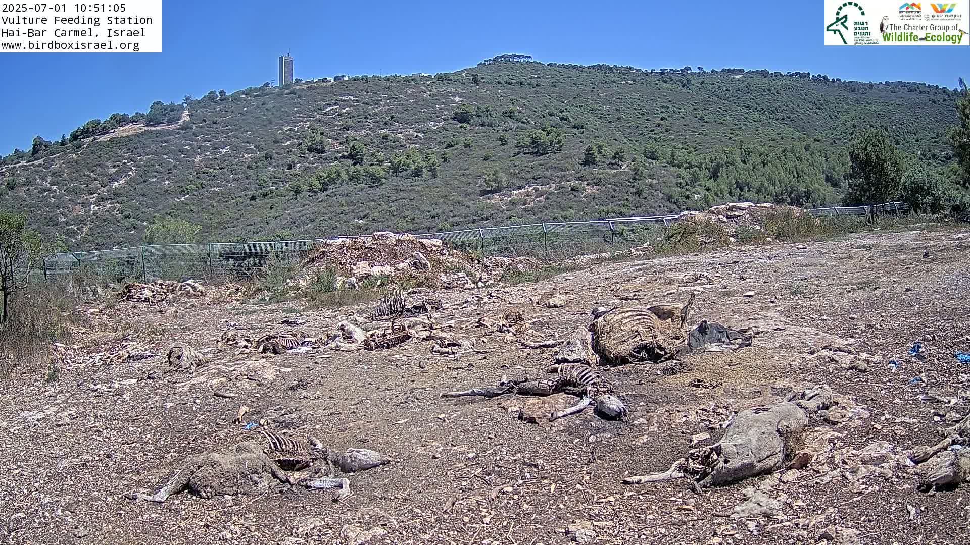 Hai-Bar Nature Reserve / Mount Carmel National Park Vulture Feeding & Skycraper Eshkol University of Haifa  Live Cam - Denya, Haifa, Israel