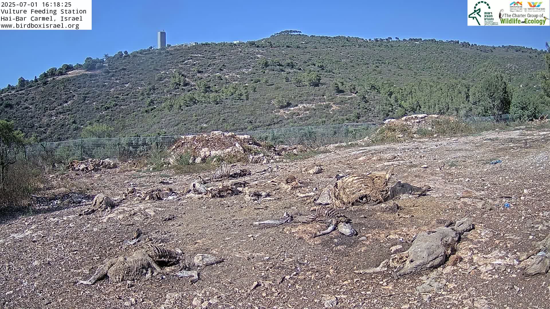 Hai-Bar Nature Reserve / Mount Carmel National Park Vulture Feeding & Skycraper Eshkol University of Haifa  Live Cam - Denya, Haifa, Israel