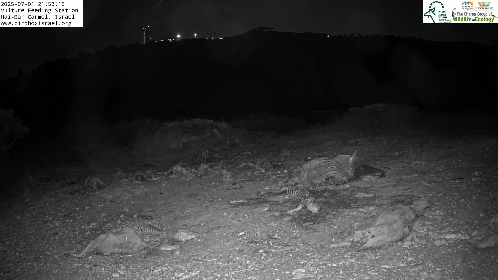 Hai-Bar Nature Reserve / Mount Carmel National Park Vulture Feeding & Skycraper Eshkol University of Haifa  Live Cam - Denya, Haifa, Israel