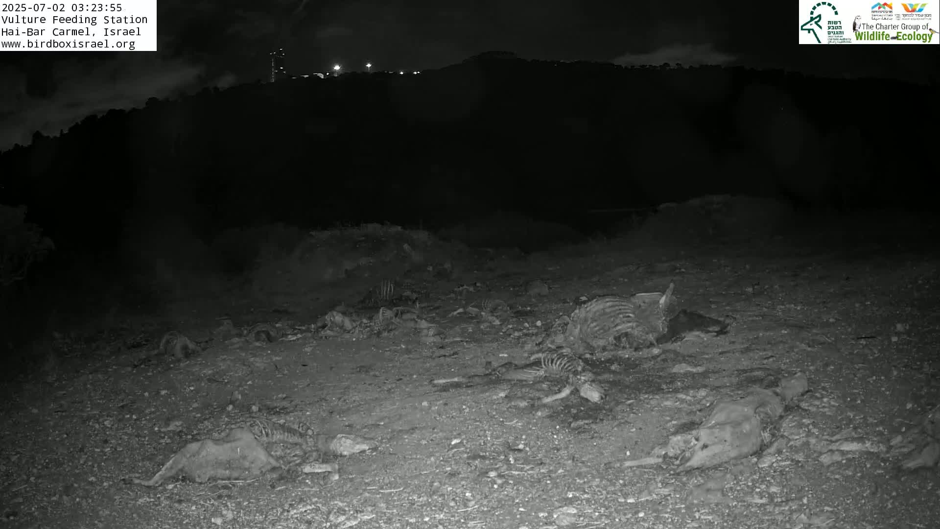Hai-Bar Nature Reserve / Mount Carmel National Park Vulture Feeding & Skycraper Eshkol University of Haifa  Live Cam - Denya, Haifa, Israel