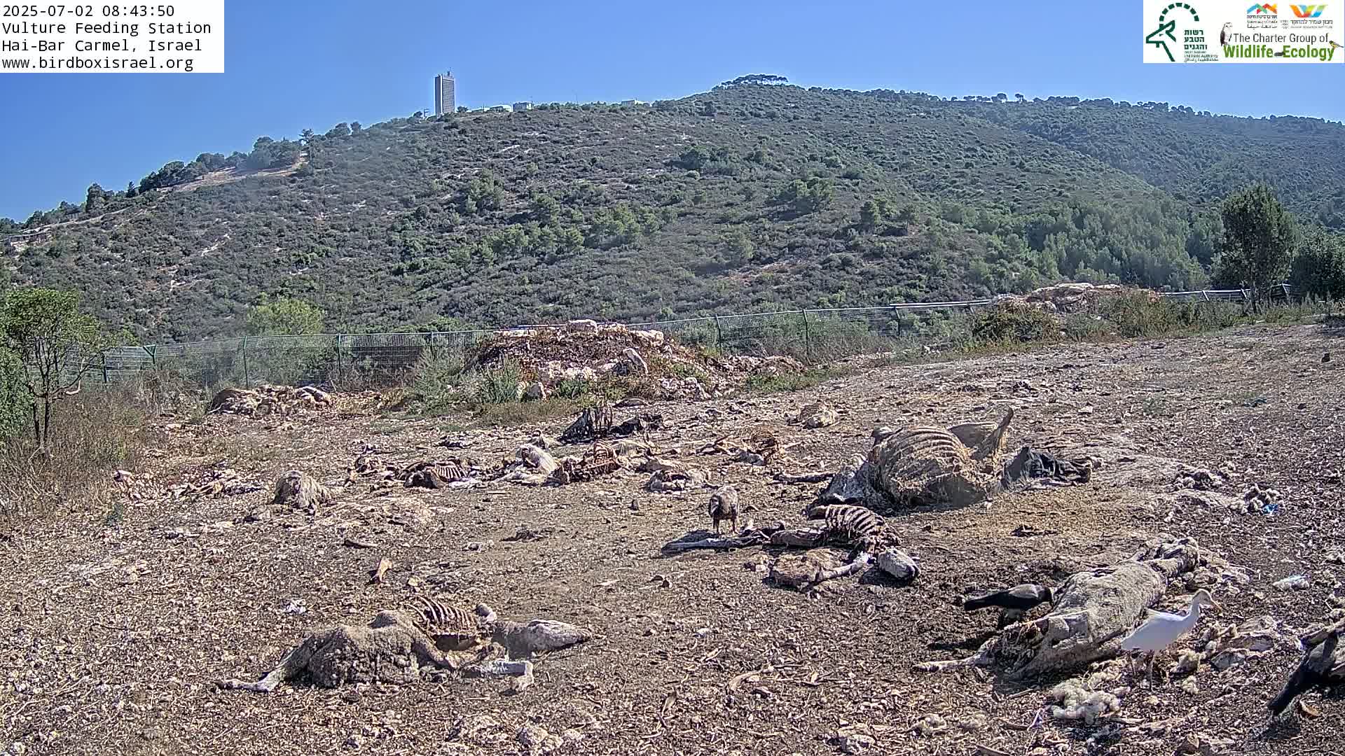 Hai-Bar Nature Reserve / Mount Carmel National Park Vulture Feeding & Skycraper Eshkol University of Haifa  Live Cam - Denya, Haifa, Israel