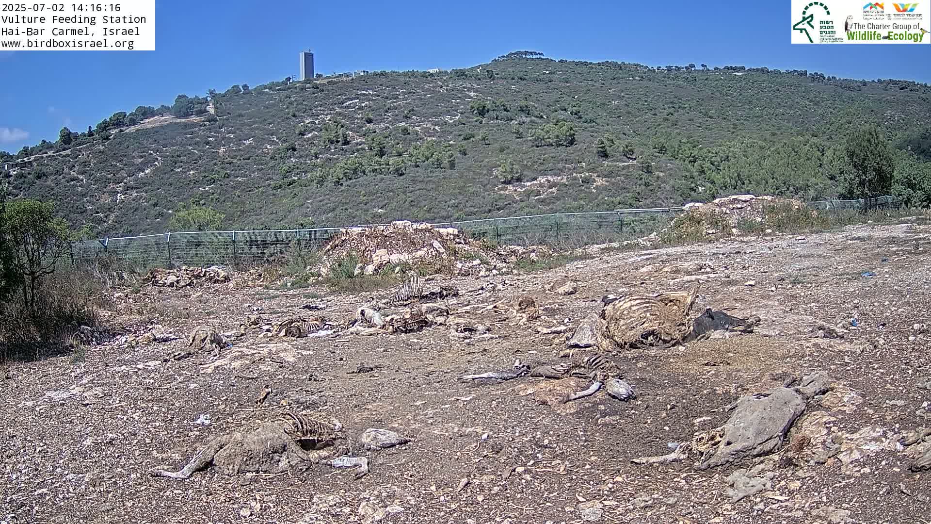Hai-Bar Nature Reserve / Mount Carmel National Park Vulture Feeding & Skycraper Eshkol University of Haifa  Live Cam - Denya, Haifa, Israel