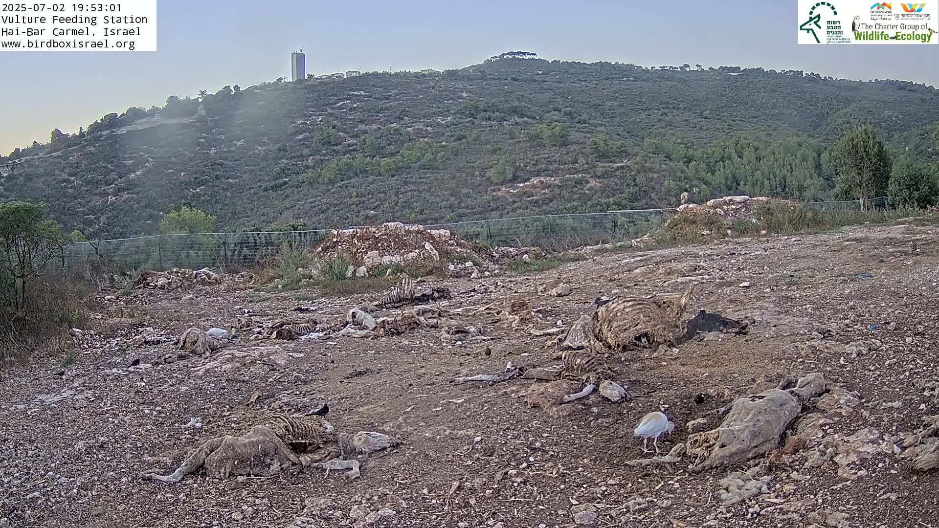 Hai-Bar Nature Reserve / Mount Carmel National Park Vulture Feeding & Skycraper Eshkol University of Haifa  Live Cam - Denya, Haifa, Israel