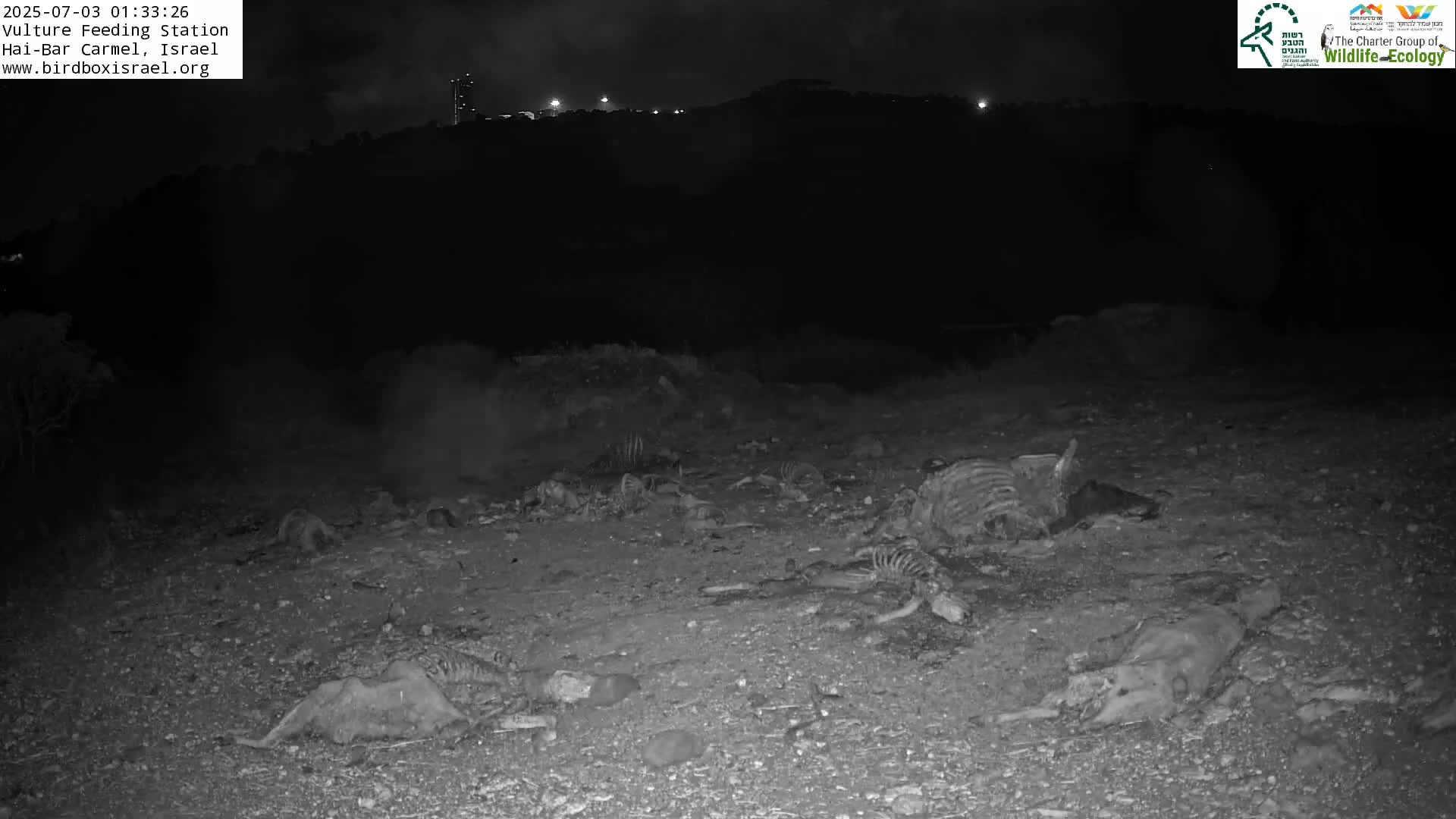 Hai-Bar Nature Reserve / Mount Carmel National Park Vulture Feeding & Skycraper Eshkol University of Haifa  Live Cam - Denya, Haifa, Israel