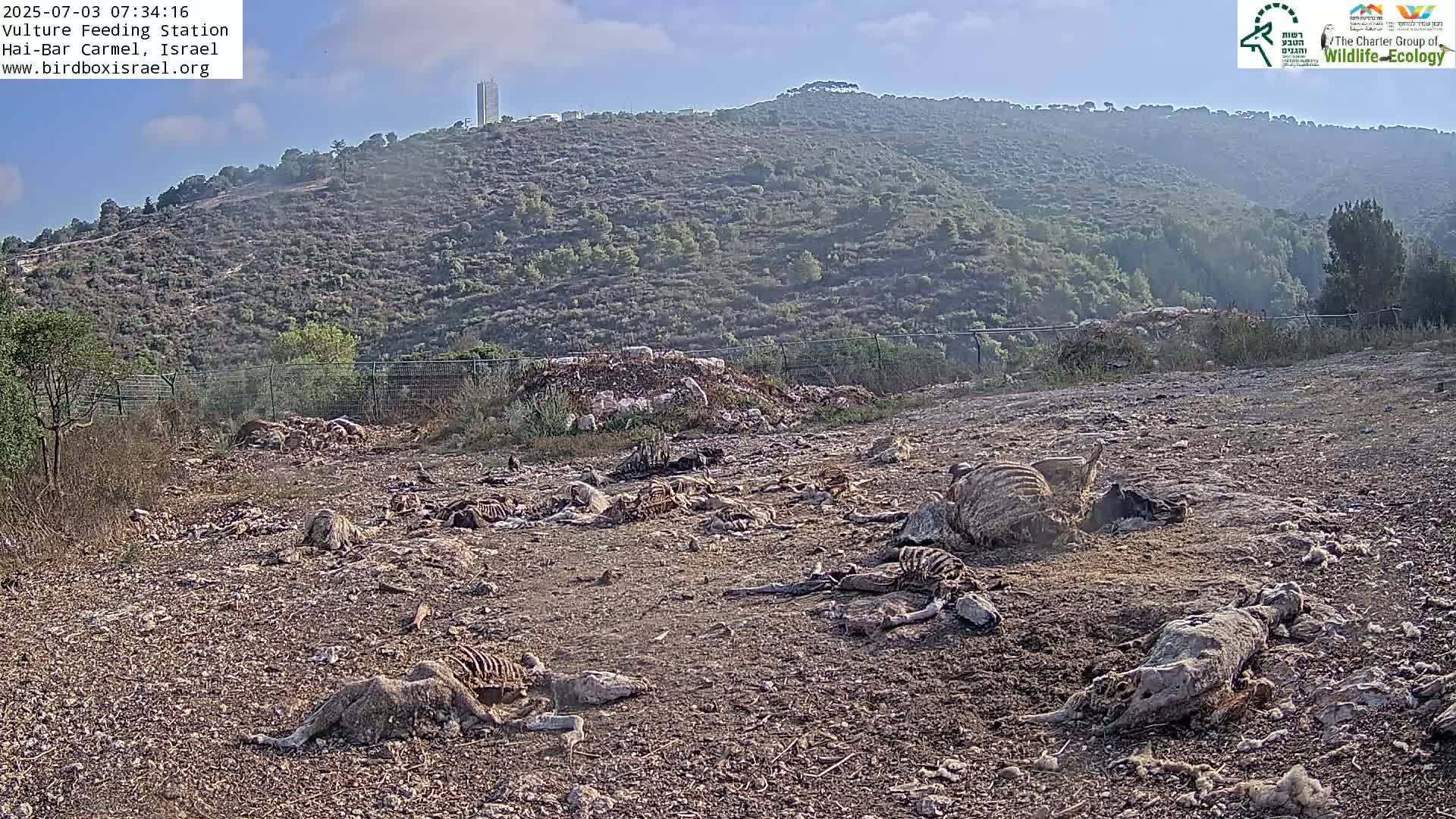 Hai-Bar Nature Reserve / Mount Carmel National Park Vulture Feeding & Skycraper Eshkol University of Haifa  Live Cam - Denya, Haifa, Israel