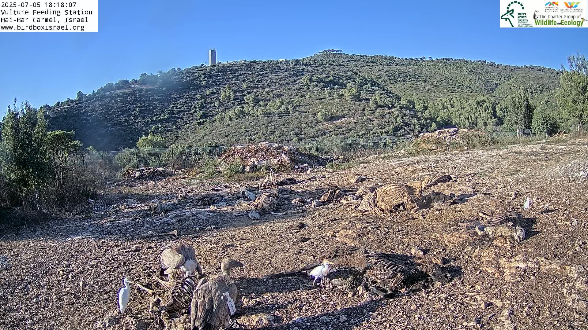 Hai-Bar Nature Reserve / Mount Carmel National Park Vulture Feeding & Skycraper Eshkol University of Haifa  Live Cam - Denya, Haifa, Israel