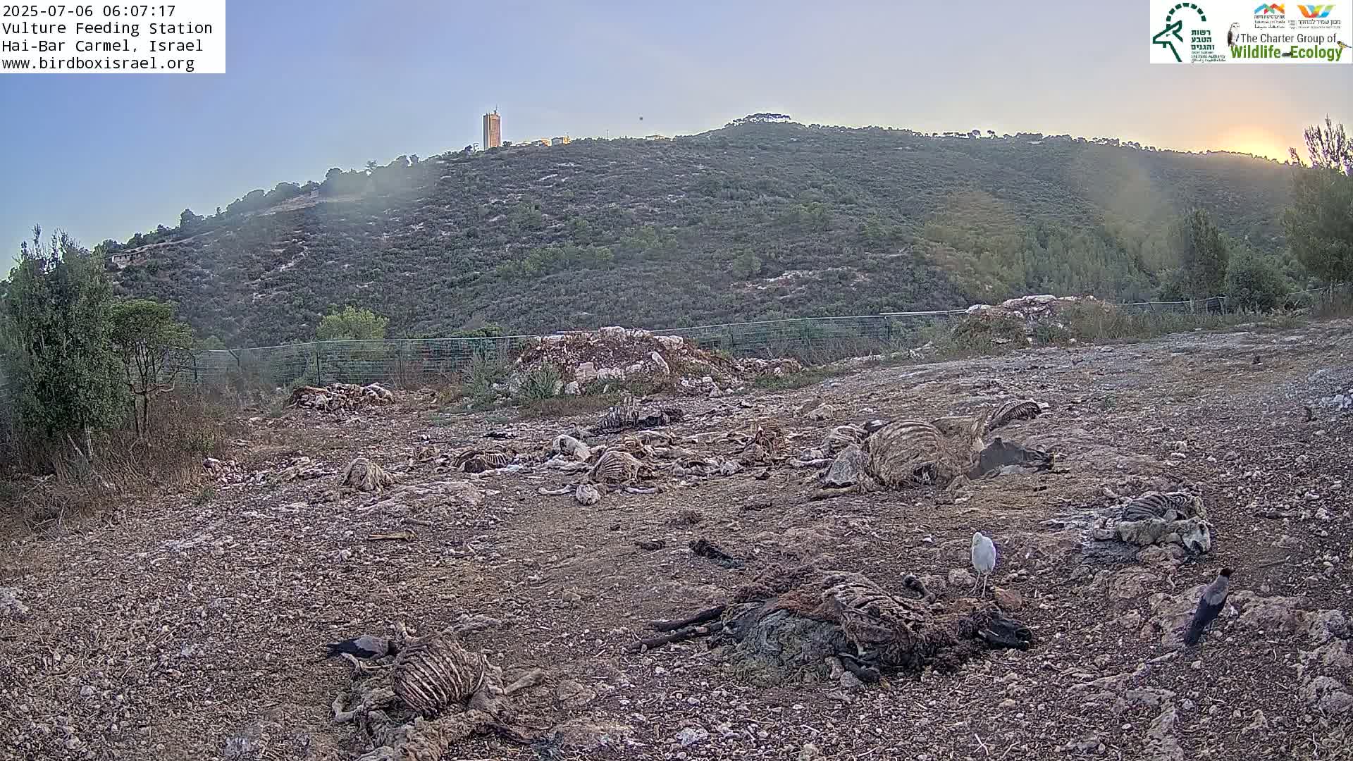 Hai-Bar Nature Reserve / Mount Carmel National Park Vulture Feeding & Skycraper Eshkol University of Haifa  Live Cam - Denya, Haifa, Israel