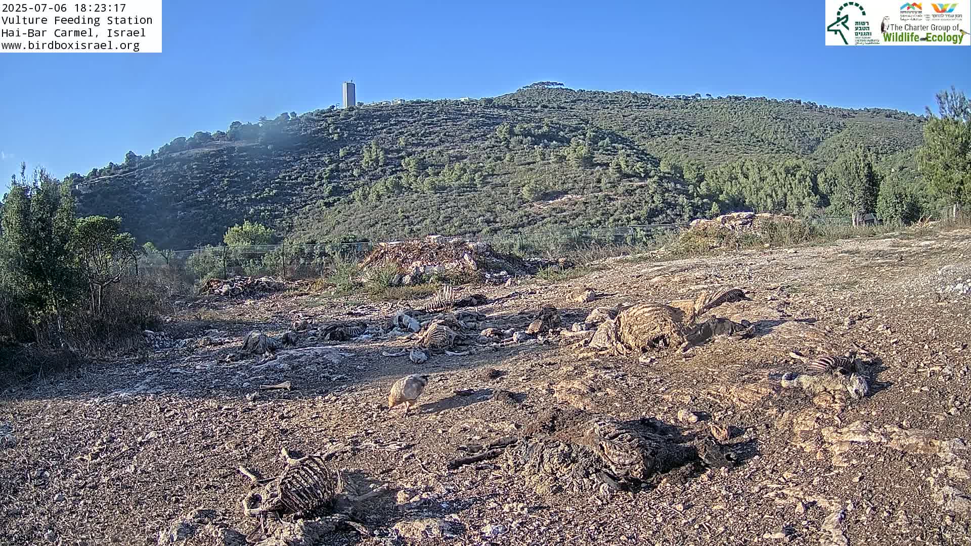 Hai-Bar Nature Reserve / Mount Carmel National Park Vulture Feeding & Skycraper Eshkol University of Haifa  Live Cam - Denya, Haifa, Israel